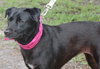 Dixie the Lab