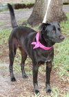 Dixie the Lab