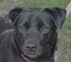 Dixie the Lab