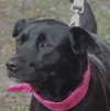 Dixie the Lab