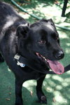Dixie the Lab