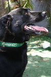 Dixie the Lab