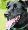 Dixie the Lab