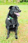 Dixie the Lab