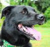 Dixie the Lab