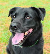 Dixie the Lab