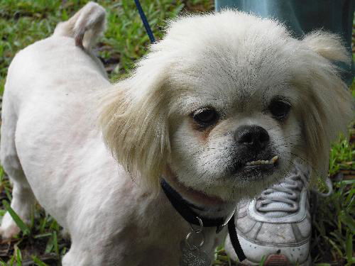 Paxton the Shih Tzu
