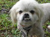 Paxton the Shih Tzu