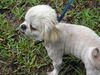 Paxton the Shih Tzu