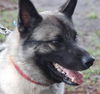 Zuma the Norwegian Elkound