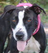 Kaylee Sue the Boxer
