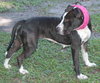 Kaylee Sue the Boxer