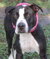 Kaylee Sue the Boxer