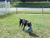 Kaylee Sue the Boxer