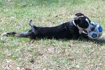 Kaylee Sue the Boxer