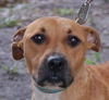 Giblet the Boxer (Video)