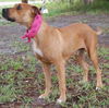 Giblet the Boxer (Video)