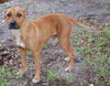 Giblet the Boxer (Video)