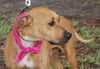 Giblet the Boxer (Video)