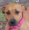 Giblet the Boxer (Video)