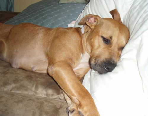 Giblet the Boxer (Video)