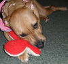 Giblet the Boxer (Video)