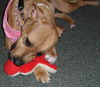 Giblet the Boxer (Video)