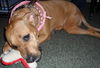 Giblet the Boxer (Video)