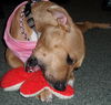 Giblet the Boxer (Video)