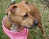 Giblet the Boxer (Video)