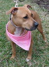 Giblet the Boxer (Video)