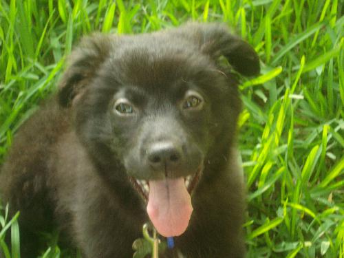 Dora the Explorer Puppy