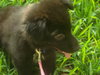 Dora the Explorer Puppy