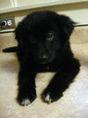 Dora the Explorer Puppy