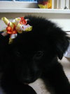 Dora the Explorer Puppy