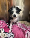 Poppy the Practically Perfect Pup