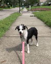 Poppy the Practically Perfect Pup