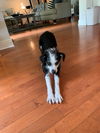 Poppy the Practically Perfect Pup