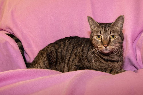 Pollici *THE POLYDACTYL BEAUTY*