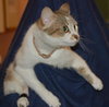 Muffin the talker and greeter