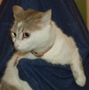 Muffin the talker and greeter
