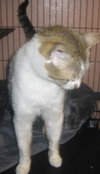 Muffin the talker and greeter
