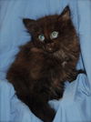 Breda the Kitten