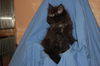 Breda the Kitten