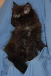 Breda the Kitten