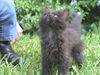 Breda the Kitten