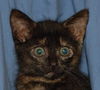 Ginger the Kitten ~ VIDEO