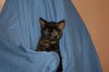 Ginger the Kitten ~ VIDEO