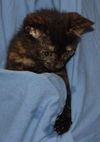 Ginger the Kitten ~ VIDEO