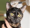 Ginger the Kitten ~ VIDEO